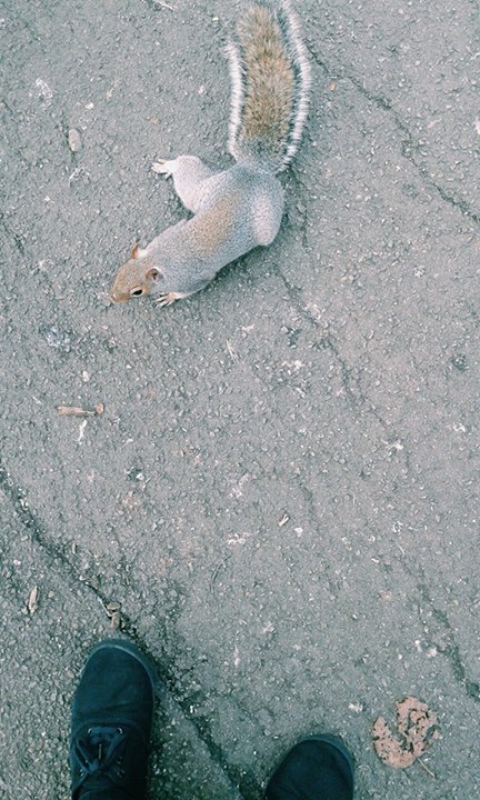 I temerari scoiattoli albionici si avvicinano ai miei piedi. 
